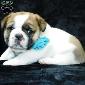 Buster, Miniature Bulldog Puppy
